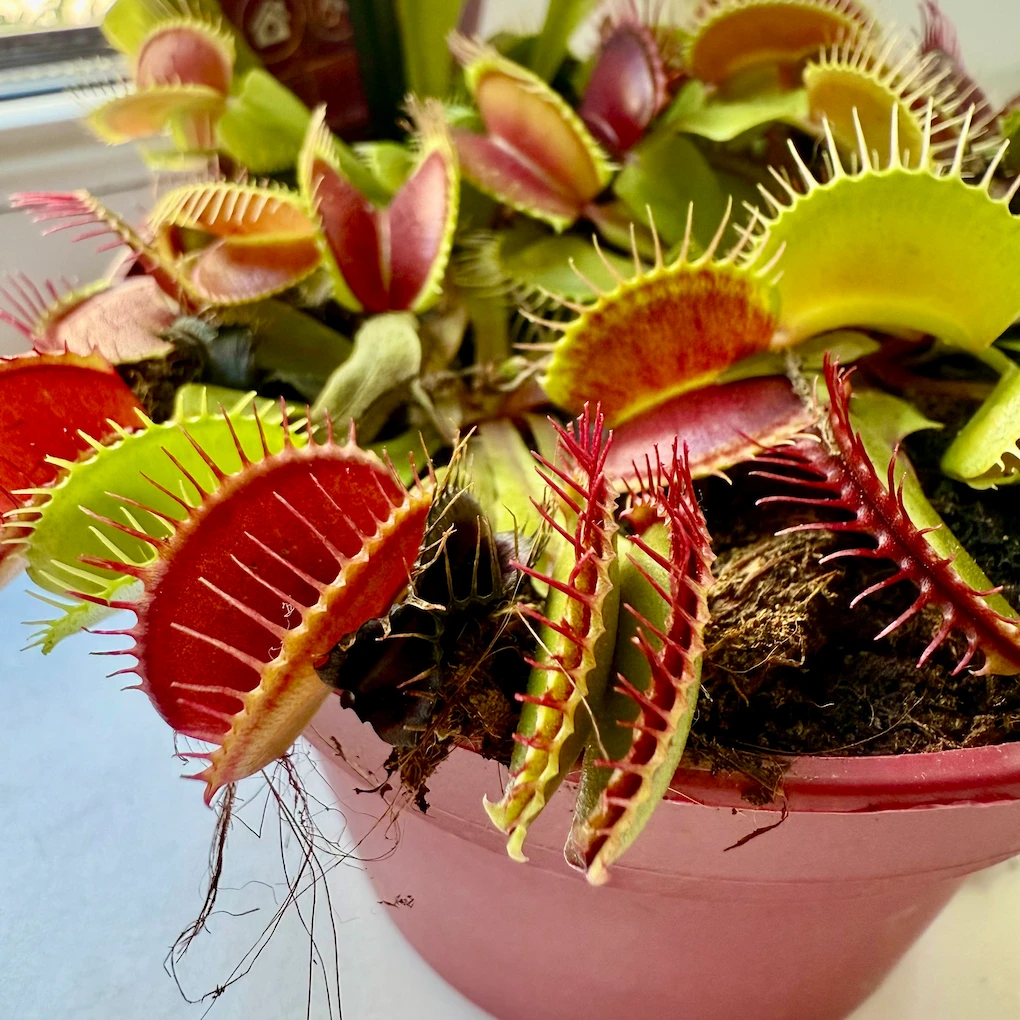 Хижа рослина венерина мухоловка у шкільному кабінеті біології Домініон